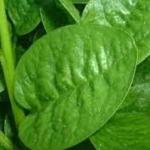 দেশী তাজা পুই শাক