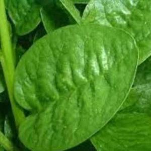 দেশী তাজা পুই শাক