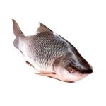 Carp (rohu, 1.5kg)
