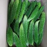 Bitter gourd vegetable