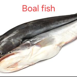 বোয়াল মাছ 1.5 kg