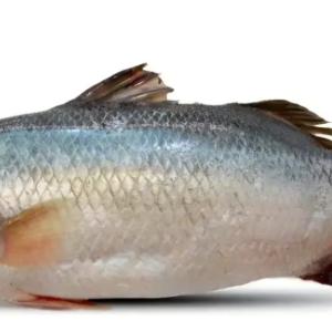 দেশী কুরাল মাছ -১.৫ কেজি